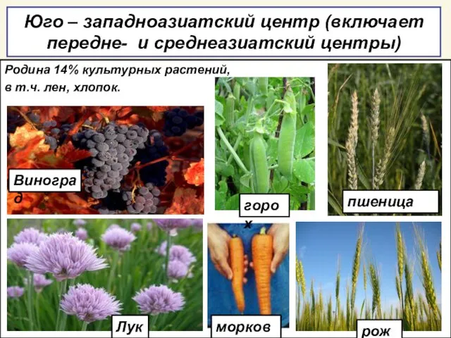 Юго – западноазиатский центр (включает передне- и среднеазиатский центры) Родина