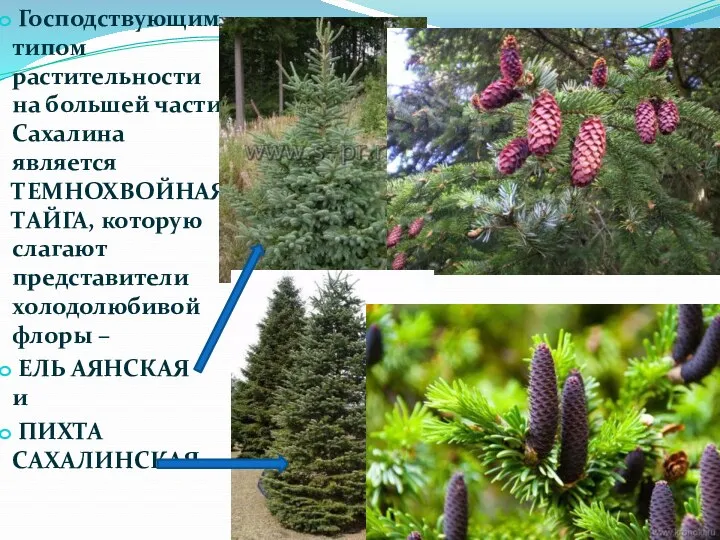 Господствующим типом растительности на большей части Сахалина является ТЕМНОХВОЙНАЯ ТАЙГА, которую слагают представители
