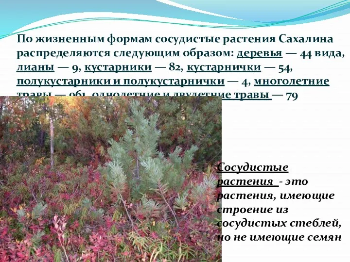 По жизненным формам сосудистые растения Сахалина распределяются следующим образом: деревья — 44 вида,