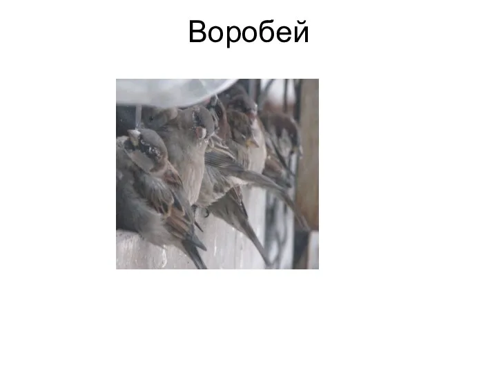 Воробей