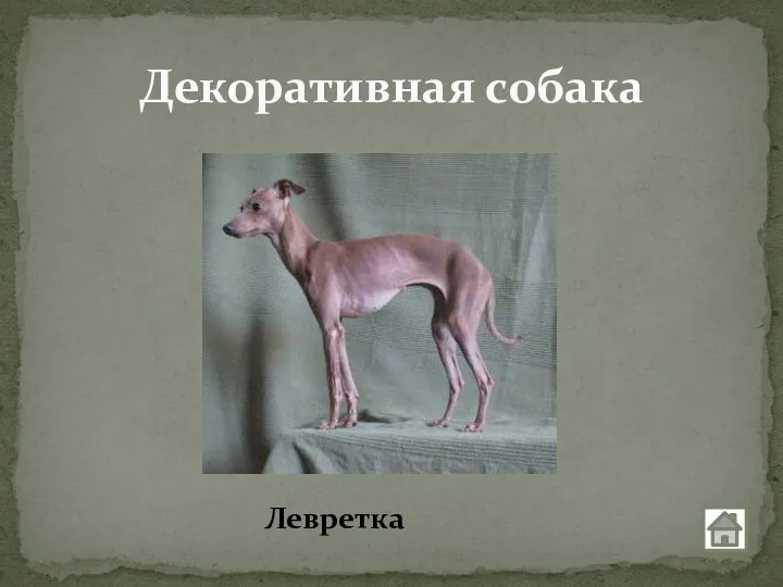 Декоративная собака Левретка