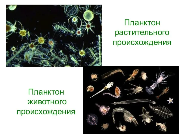 Планктон растительного происхождения Планктон животного происхождения