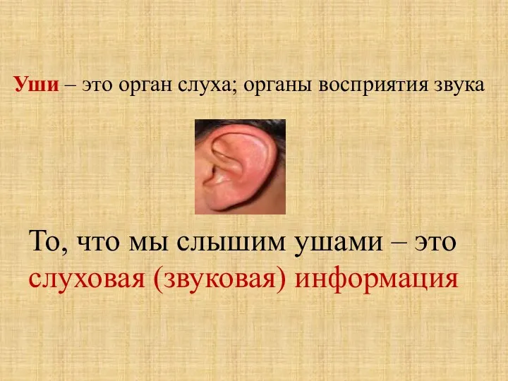 Уши – это орган слуха; органы восприятия звука То, что