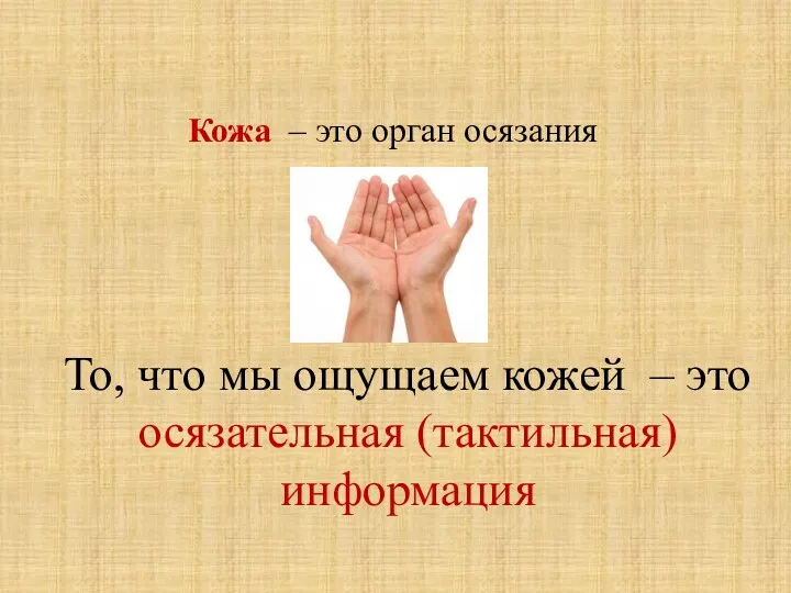 Кожа – это орган осязания То, что мы ощущаем кожей – это осязательная (тактильная) информация