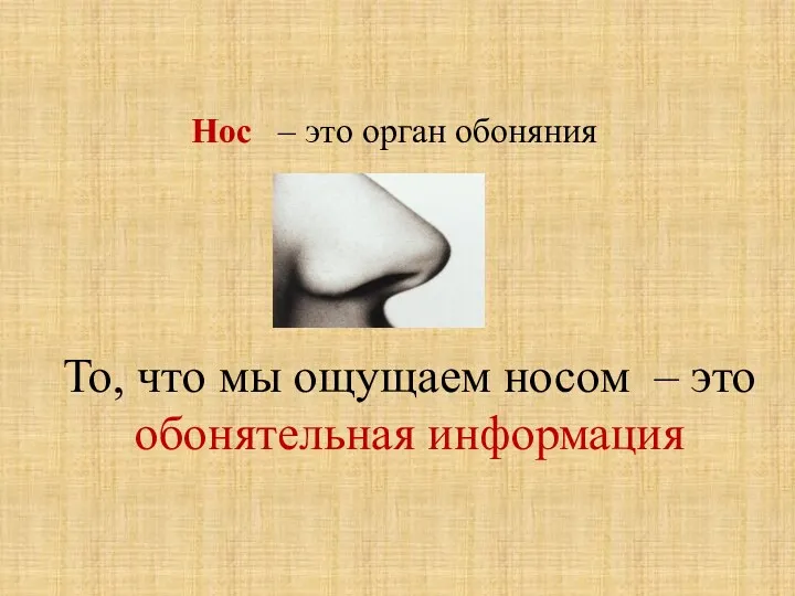 Нос – это орган обоняния То, что мы ощущаем носом – это обонятельная информация