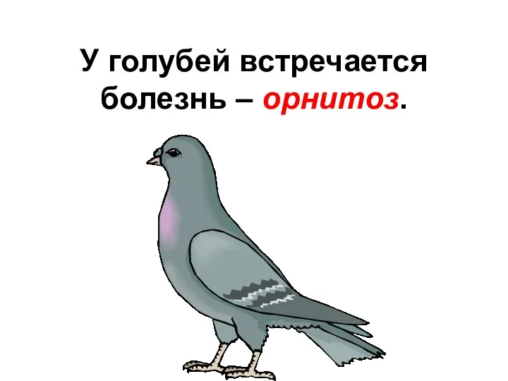 У голубей встречается болезнь – орнитоз.