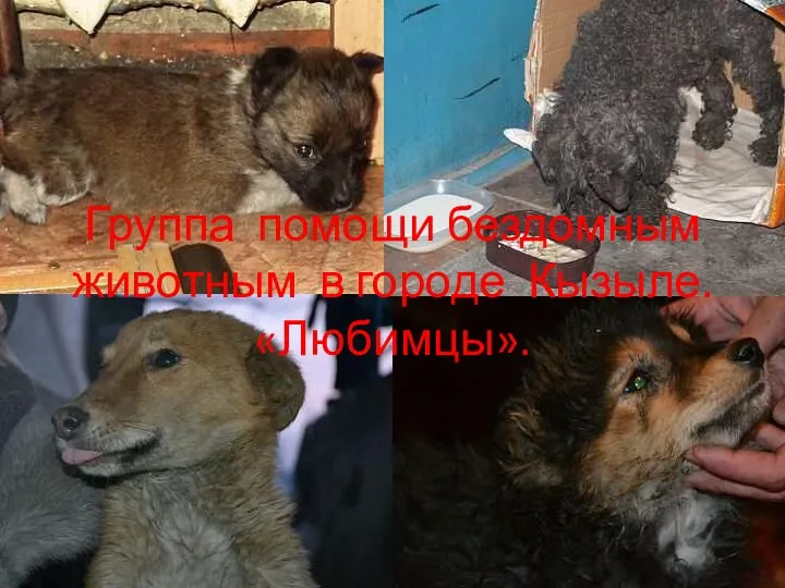 Группа помощи бездомным животным в городе Кызыле. «Любимцы».