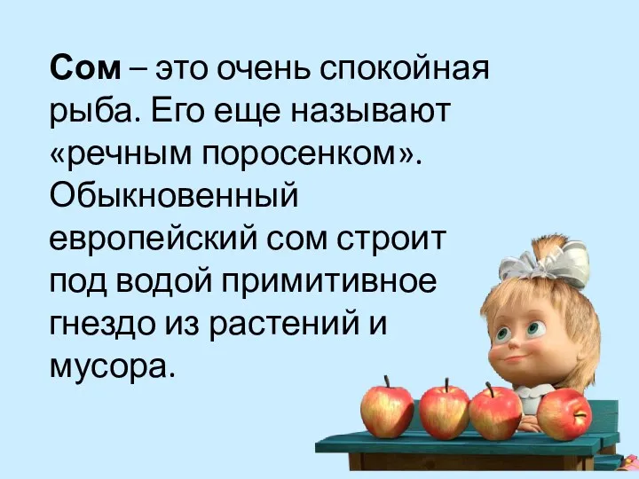 Сом – это очень спокойная рыба. Его еще называют «речным поросенком». Обыкновенный европейский