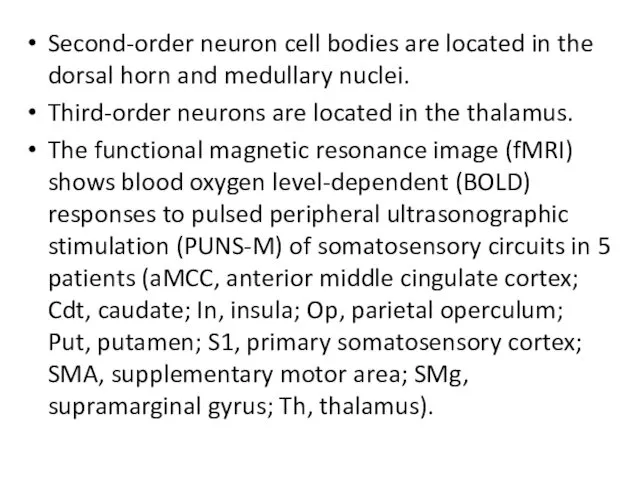 Second-order neuron cell bodies are located in the dorsal horn