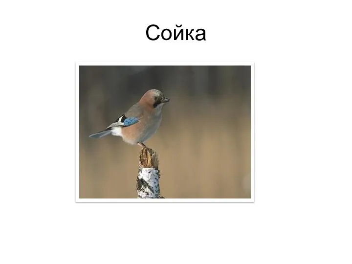 Сойка