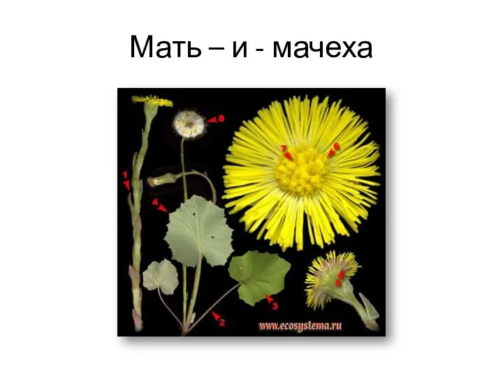 Мать – и - мачеха