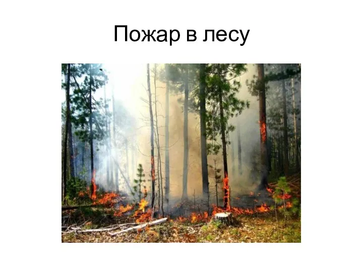 Пожар в лесу