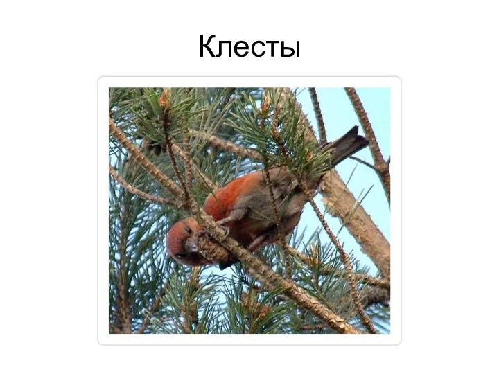 Клесты