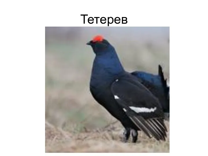 Тетерев