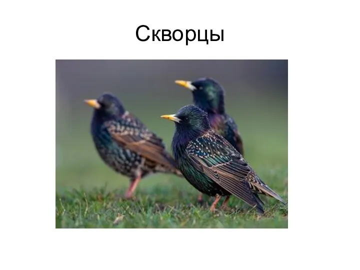 Скворцы