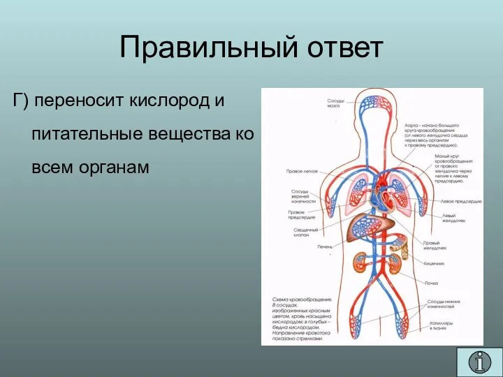 Правильный ответ Г) переносит кислород и питательные вещества ко всем органам