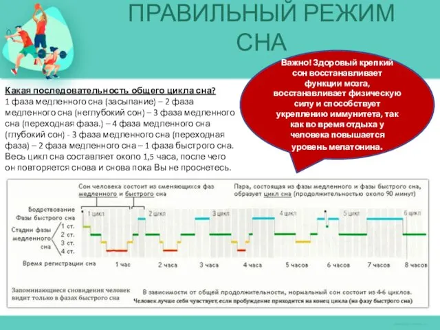 ПРАВИЛЬНЫЙ РЕЖИМ СНА Важно! Здоровый крепкий сон восстанавливает функции мозга,