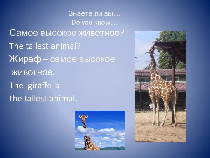 Знаете ли вы… Do you know… Самое высокое животное? The tallest animal? Жираф