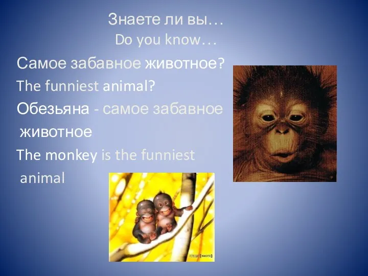 Знаете ли вы… Do you know… Самое забавное животное? The funniest animal? Обезьяна