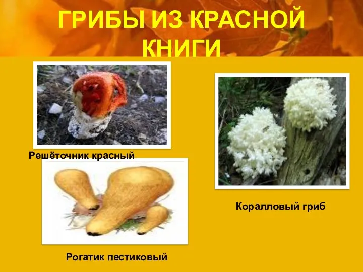ГРИБЫ ИЗ КРАСНОЙ КНИГИ Решёточник красный Коралловый гриб Рогатик пестиковый