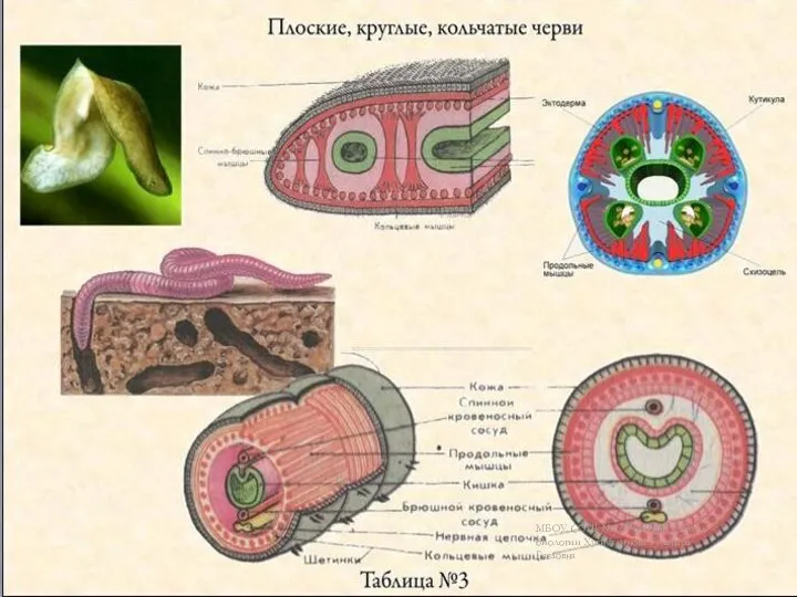 МБОУ СОШ №4 с.Раевский учитель биологии Хуснутдинова Гульнара Гаязовна