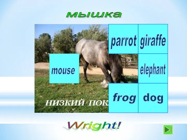 мышка parrot mouse dog elephant giraffe frog Wright!