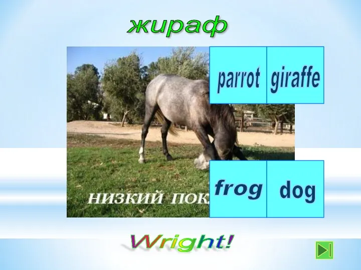 жираф parrot dog frog giraffe Wright!