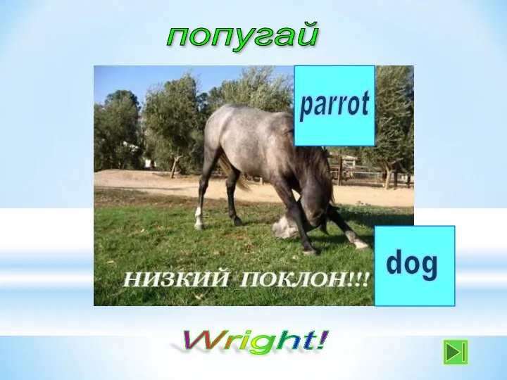 попугай parrot dog Wright!