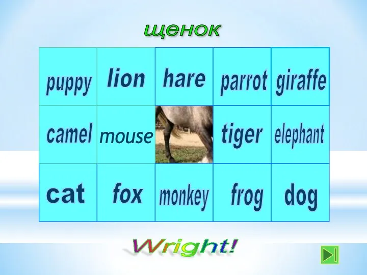 щенок lion tiger parrot hare monkey mouse fox cat camel puppy dog frog elephant giraffe Wright!