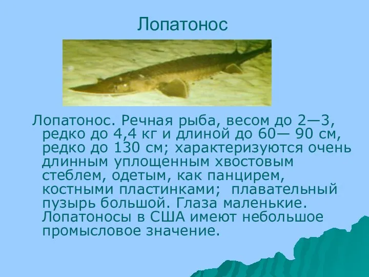 Лопатонос Лопатонос. Речная рыба, весом до 2—3, редко до 4,4 кг и длиной