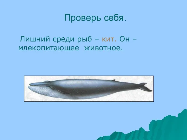 Проверь себя. Лишний среди рыб – кит. Он – млекопитающее животное.