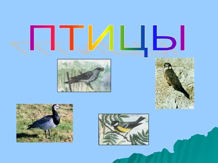 ПТИЦЫ