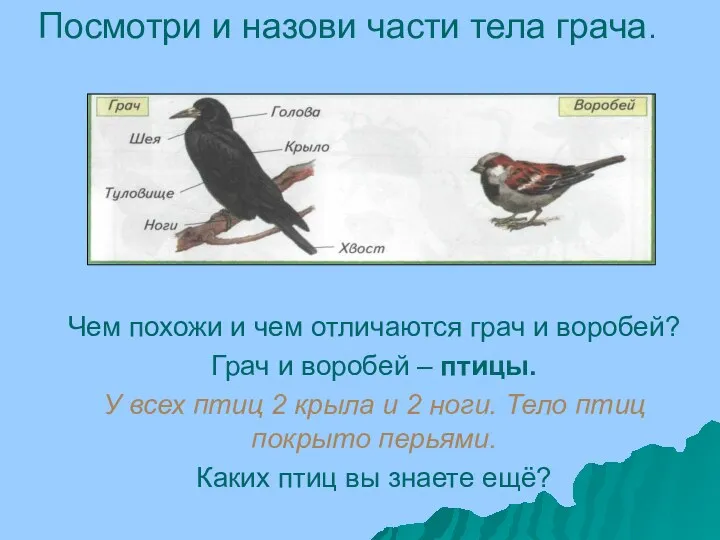 Чем похожи и чем отличаются грач и воробей? Грач и воробей – птицы.