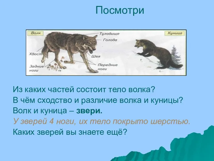 Из каких частей состоит тело волка? В чём сходство и