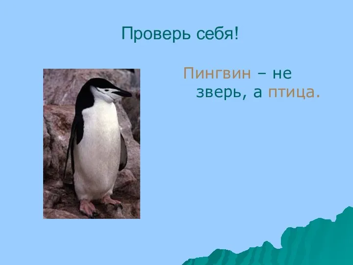 Проверь себя! Пингвин – не зверь, а птица.