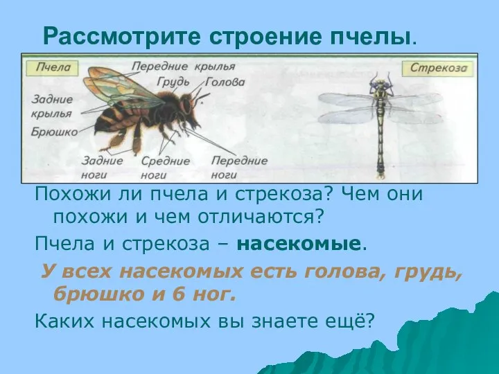 Похожи ли пчела и стрекоза? Чем они похожи и чем отличаются? Пчела и