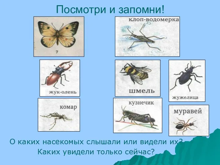 Посмотри и запомни! О каких насекомых слышали или видели их? Каких увидели только сейчас?