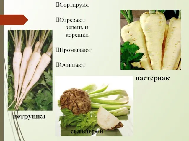 Сортируют Отрезают зелень и корешки Промывают Очищают петрушка пастернак сельдерей