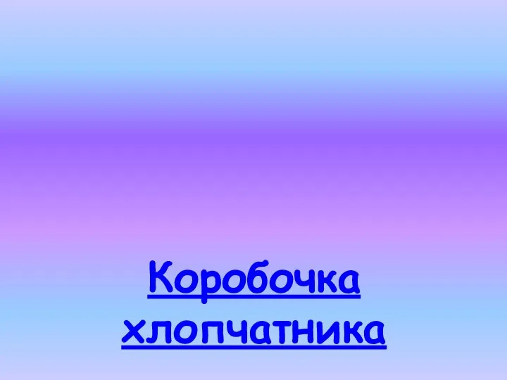 Коробочка хлопчатника