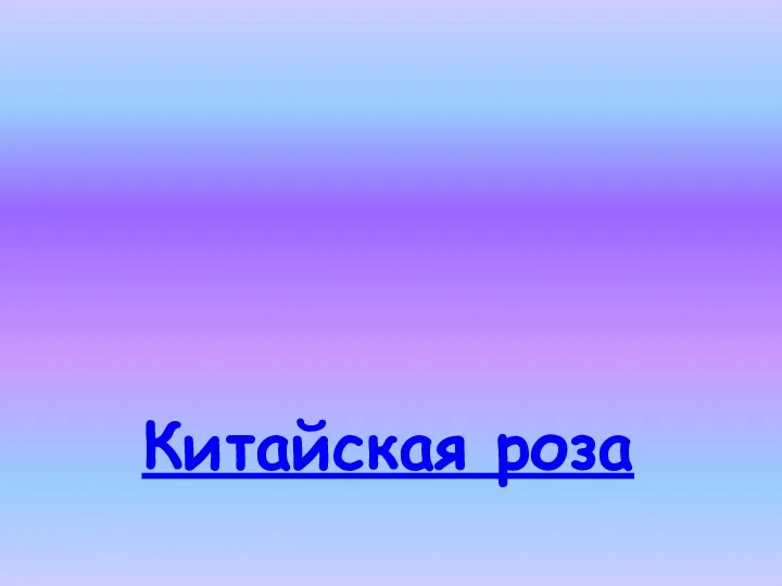 Китайская роза