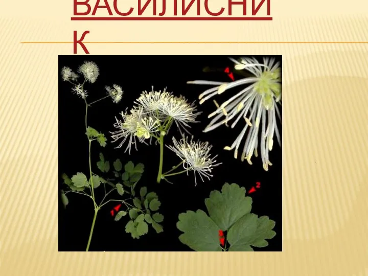 Василисник