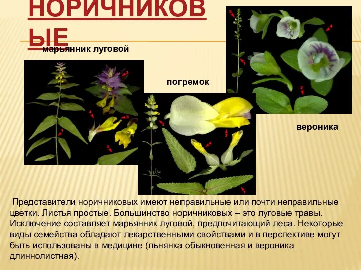 Норичниковые Представители норичниковых имеют неправильные или почти неправильные цветки. Листья