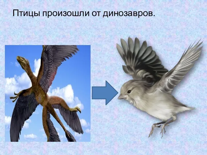 Птицы произошли от динозавров.