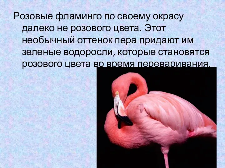 Розовые фламинго по своему окрасу далеко не розового цвета. Этот необычный оттенок пера