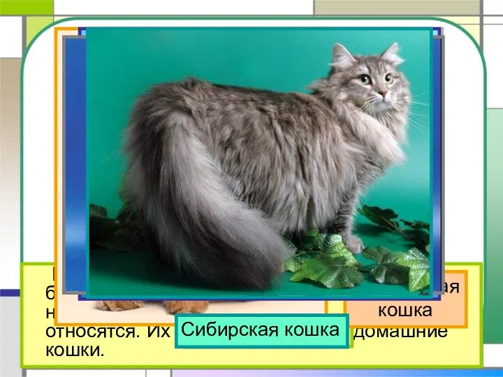 На свете около 60 разных пород кошек. Но большинство тех кошек, которые живут