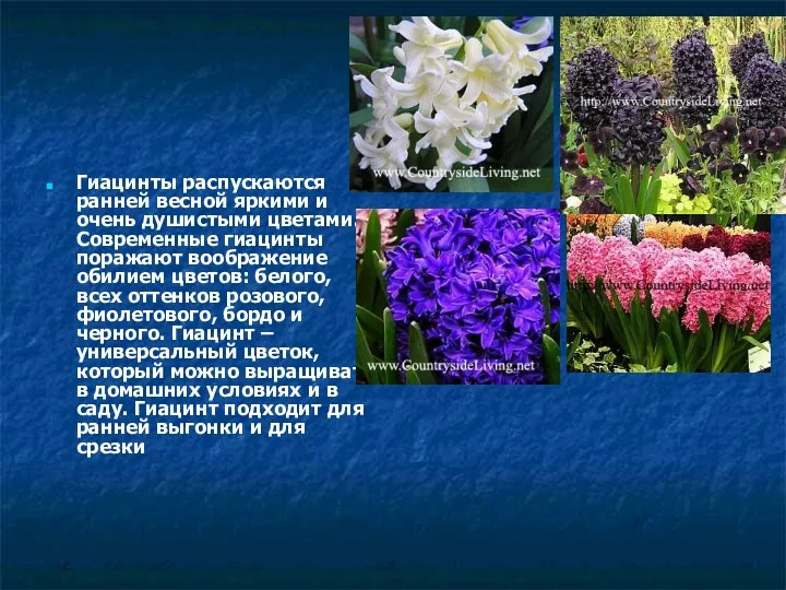 Гиацинты распускаются ранней весной яркими и очень душистыми цветами. Современные