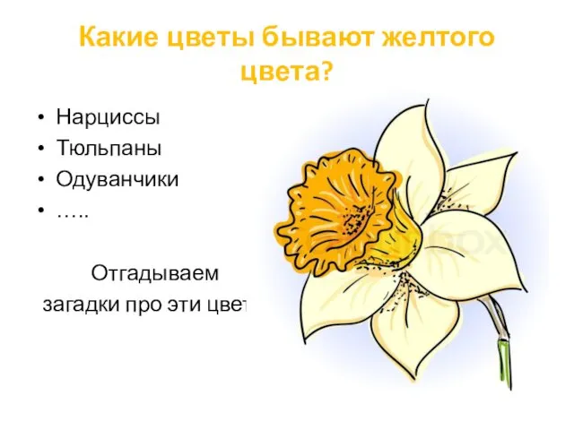Какие цветы бывают желтого цвета? Нарциссы Тюльпаны Одуванчики ….. Отгадываем загадки про эти цветы