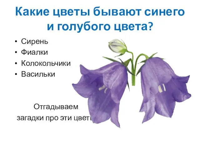 Какие цветы бывают синего и голубого цвета? Сирень Фиалки Колокольчики Васильки Отгадываем загадки про эти цветы
