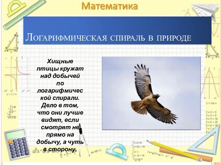 Логарифмическая спираль в природе Хищные птицы кружат над добычей по логарифмической спирали. Дело