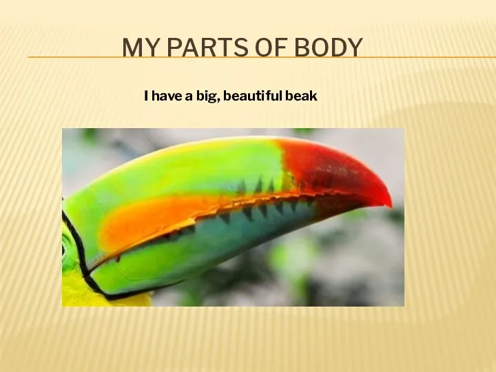 my parts of body I have a big, beautiful beak